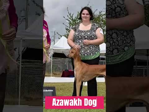 Azawakh Dog Elegance and Speed Unleashed #petlovers #viral #viralshorts #ytshorts #trendingvideo